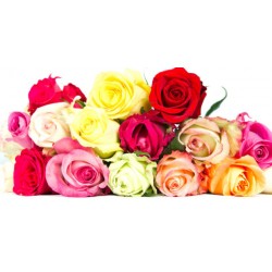 Single Stem Rose Mix Colors (FFTR2)