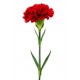 Single Stem Red Carnation (FFTC1)