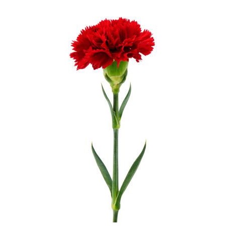 Single Stem Red Carnation (FFTC1)