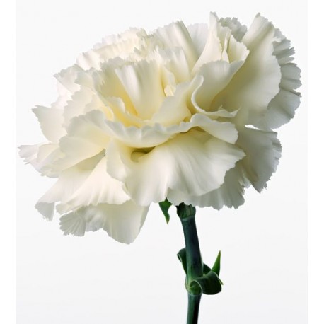 Single Stem White Carnation (FFTC2)