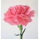 Single Stem Pink Carnation (FFTC4)