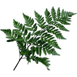 Leather Leaf (FFWLL1)
